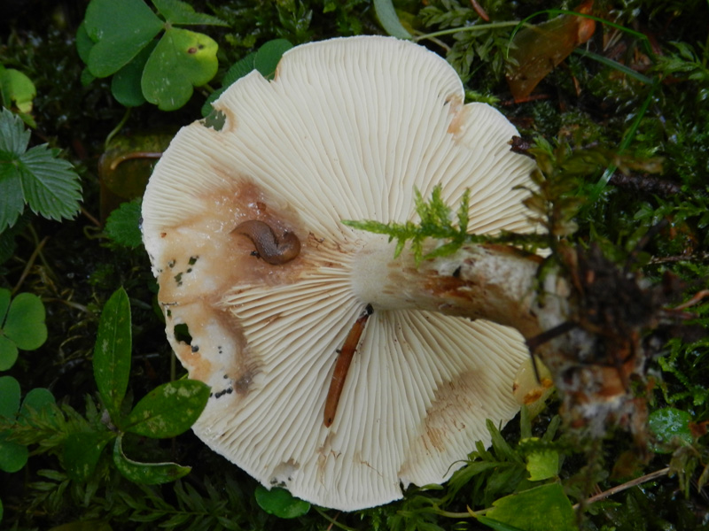 sempre bosco prevalenza conifere